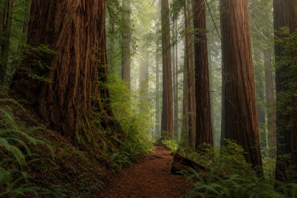 Trilho na Floresta de Sequoias Natureza Editorial Paisagem