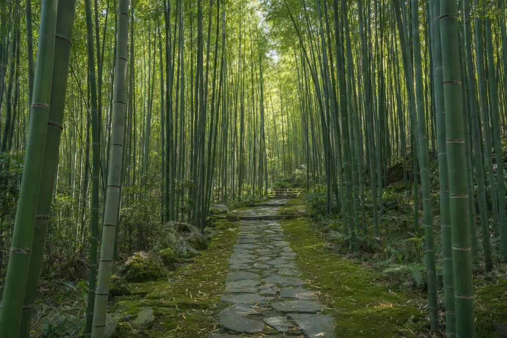 Bamboo Grove Pathway Nature Vertical Mobile Wallpaper