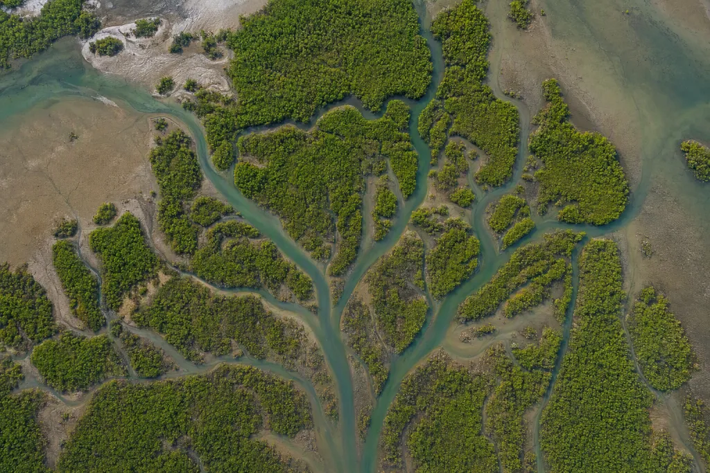 Canali di zone umide di mangrovie Natura dall’alto Mappa aerea Top Down