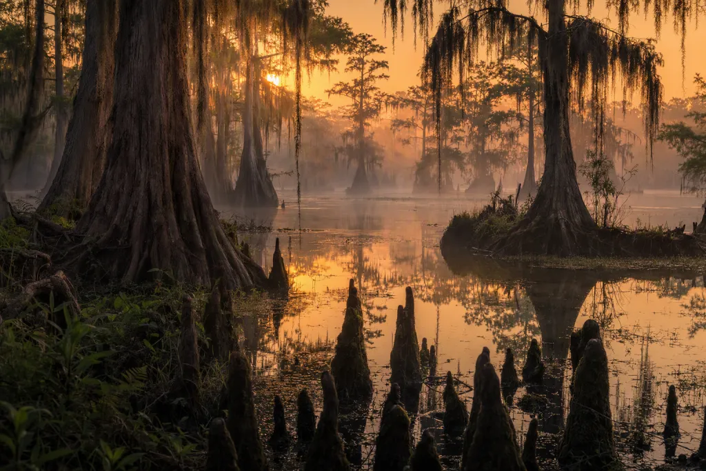 Composizione Natura Palude di Cipressi all’Alba, Nebbia Fitta