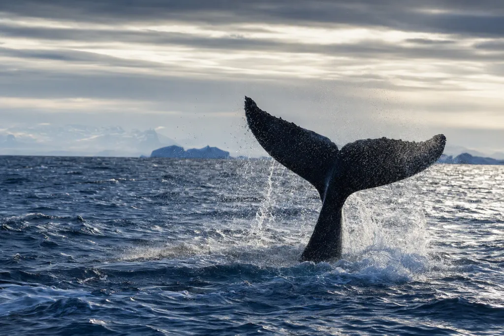 Image cadre « Queue de baleine » Vaporisation océanique Nature Côtier Faune