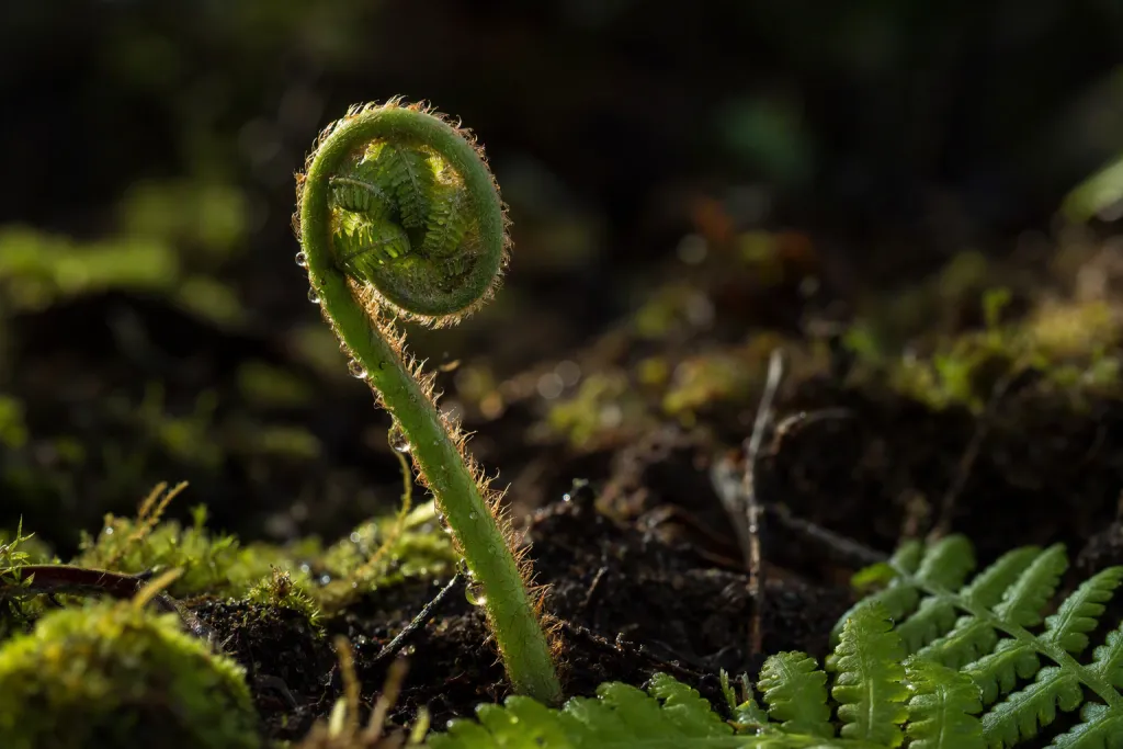 Retrato Botânico em Espiral de Samambaia Primavera com Fiddlehead