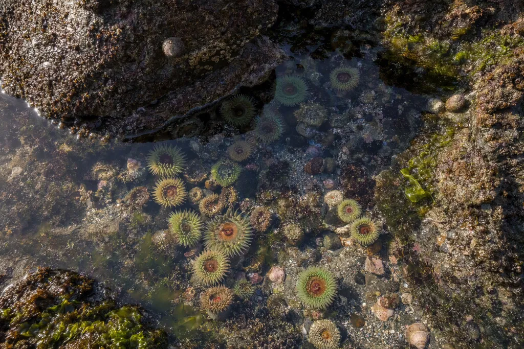 Microcosmos de Marea en el Estanque: Instantánea de Detalle de Naturaleza Marina