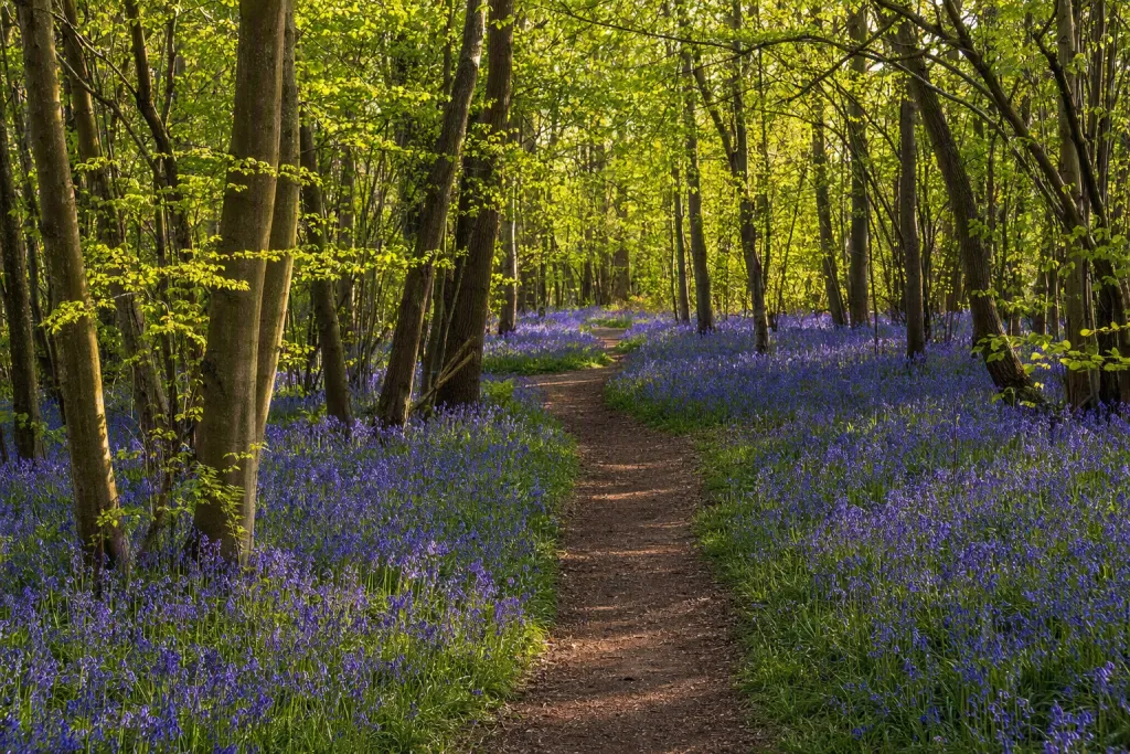 Weg im Blauglöckchen-Waldgelände Naturwaldweg Holzsteg