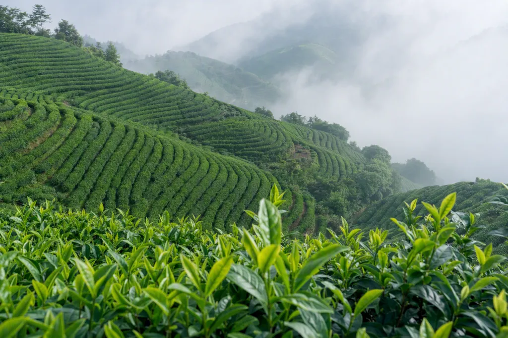 วิวระเบียงสวนชา Tea Hillside Terraces ธรรมชาติ แปลงระเบียงบนไหล่เขา