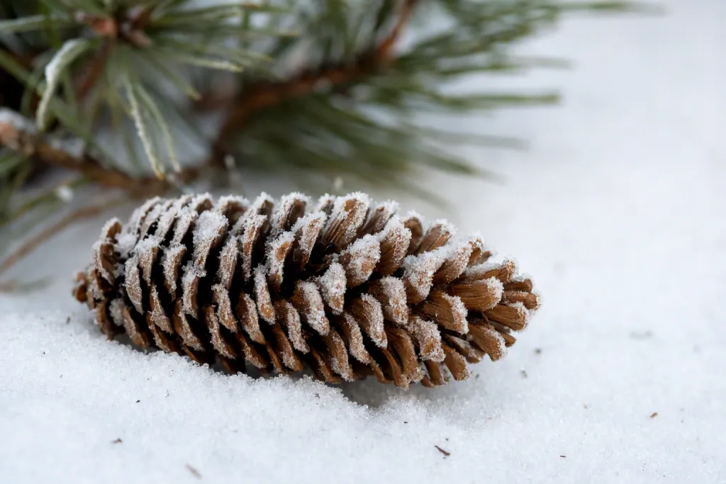Detalhe Natureza com Cone de Pinheiro Cristalizado em Geada