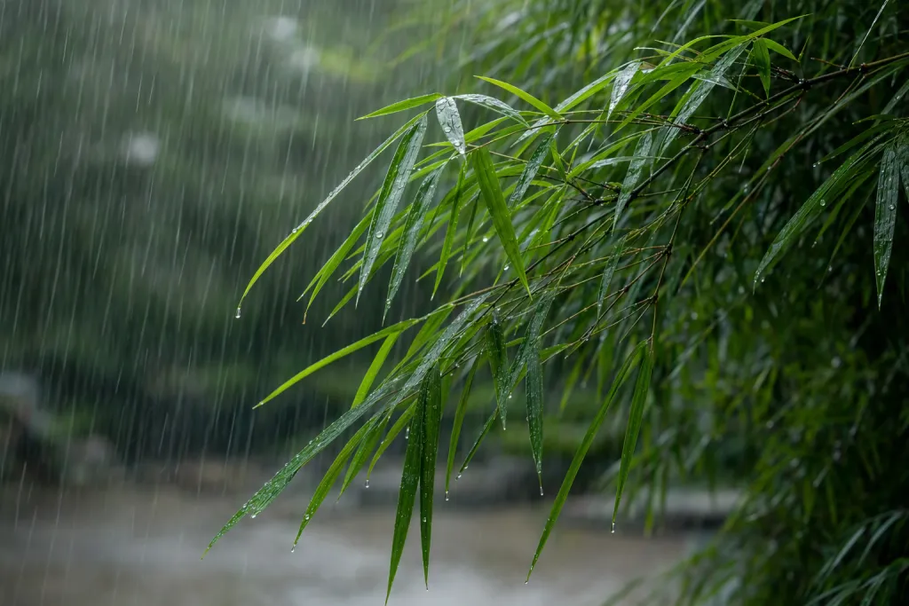 Pioggia di foglie di bambù Natura Pioggia Fotografia dettagliata dell'immagine della natura
