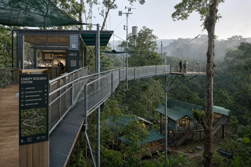 雨林研究树冠步道科学建筑高架步行观景视角