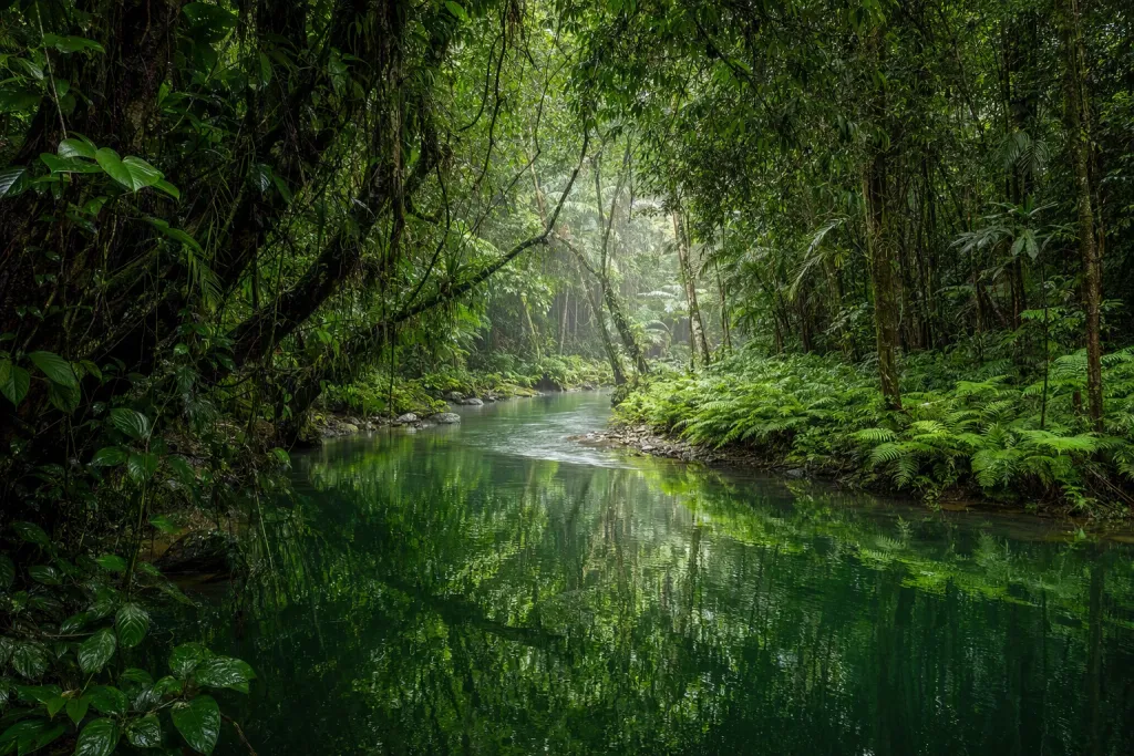 Rio Natureza de Floresta Tropical com Curva de Rio Esmeralda
