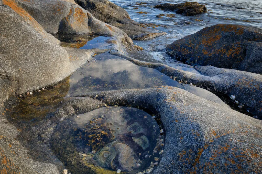 Granitic Tide Pools Nature Coastal Geology Closeup