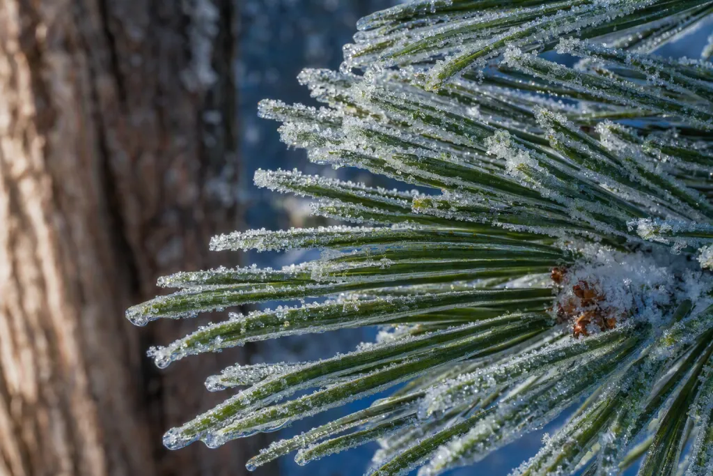 Escarcha de aguja de pino Naturaleza Invierno Detalle Botánico