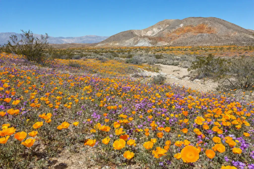 Floraison de fleurs sauvages du désert : nature exceptionnelle et paysage de superbloom