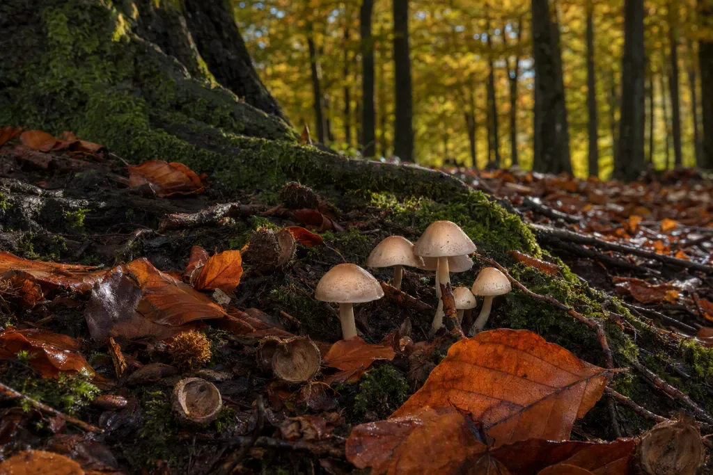 Cena da Floresta de Faia no Chão com Cogumelos na Temporada, Natureza