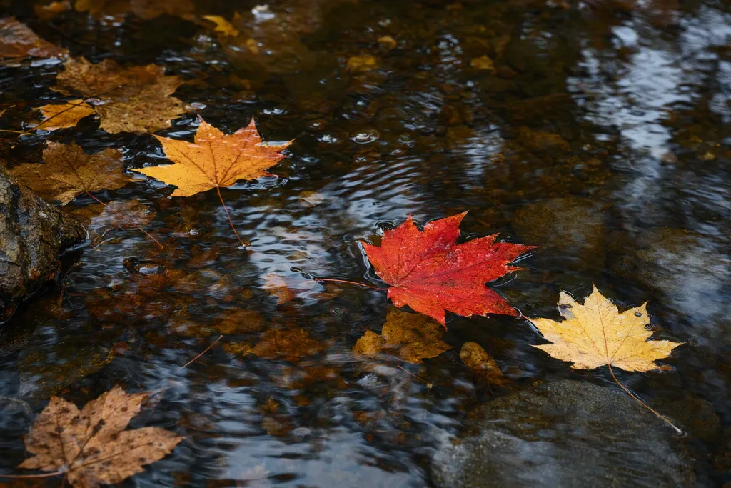 Dettaglio della superficie del torrente con foglie d’autunno fluttuanti natura