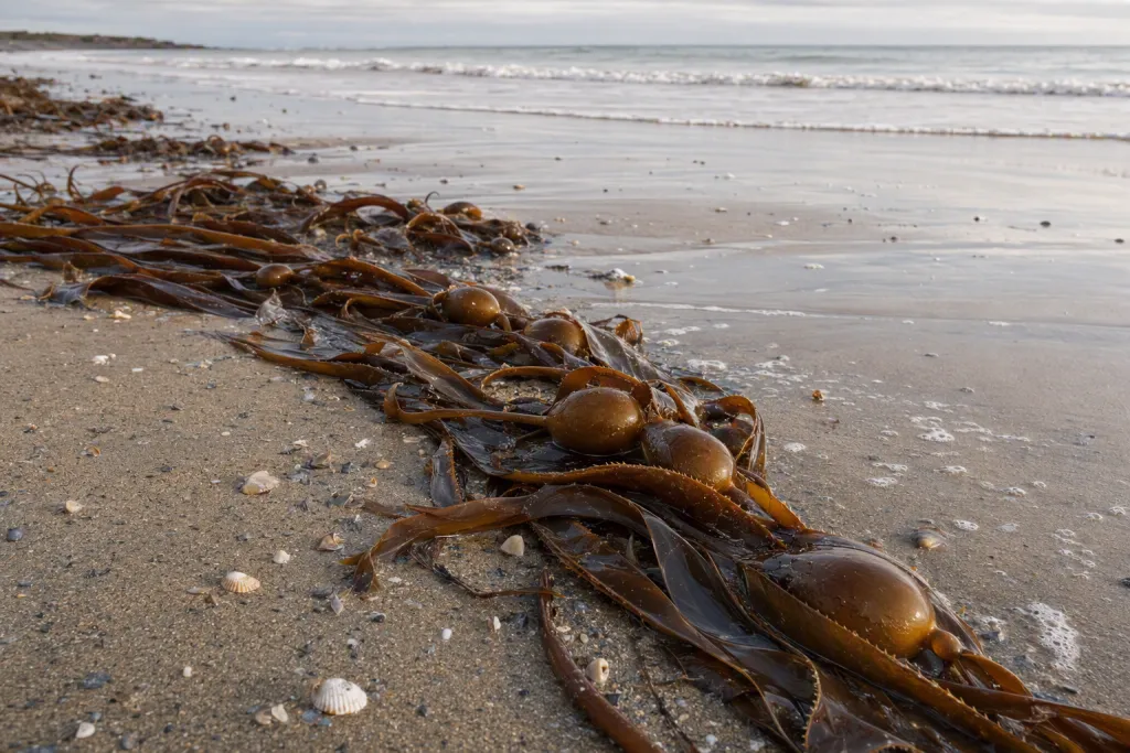 ชายฝั่งสาหร่ายเคลป์ล้างธรรมชาติ ชายหาดนิเวศยังคงมีอยู่