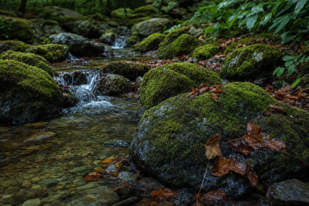 青苔石溪自然林地水景細節
