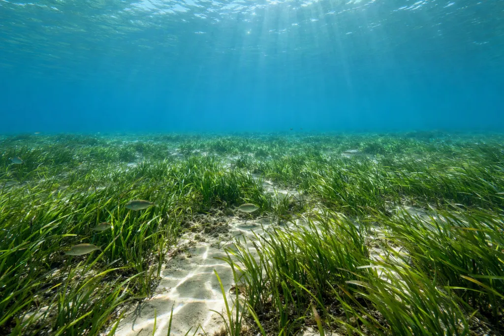 Seegraswiesen flache Buchten Natur Marinehabitat Panorama