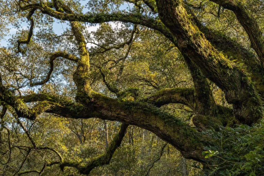 Galeria de Galhos Mossy Oak Natureza Antiga Copa de Árvore
